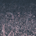 AROMATICO 7 AROMATICO 7